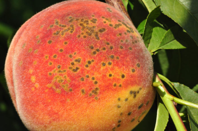 Клястероспориоз на плоде персика