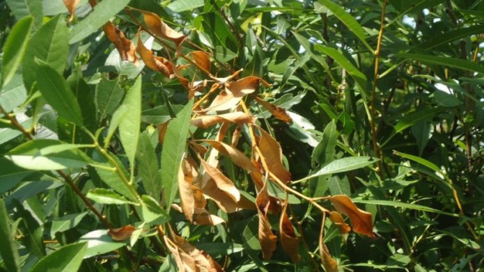 Болезни персика и способы их лечения, в том числе курчавости листьев, борьба с вредителями и методы