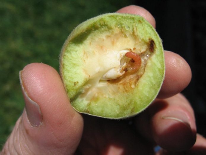 Гусеница восточной плодожорки в плоде персика
