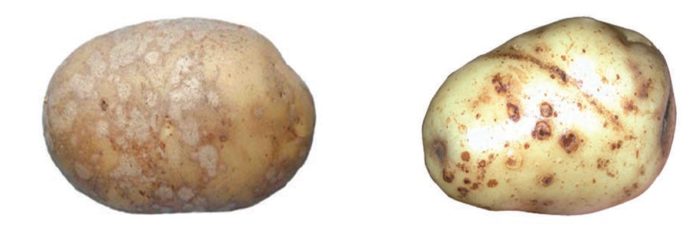 Парша картофеля - как бороться с порошистой, черной и прочими типами химические средства,