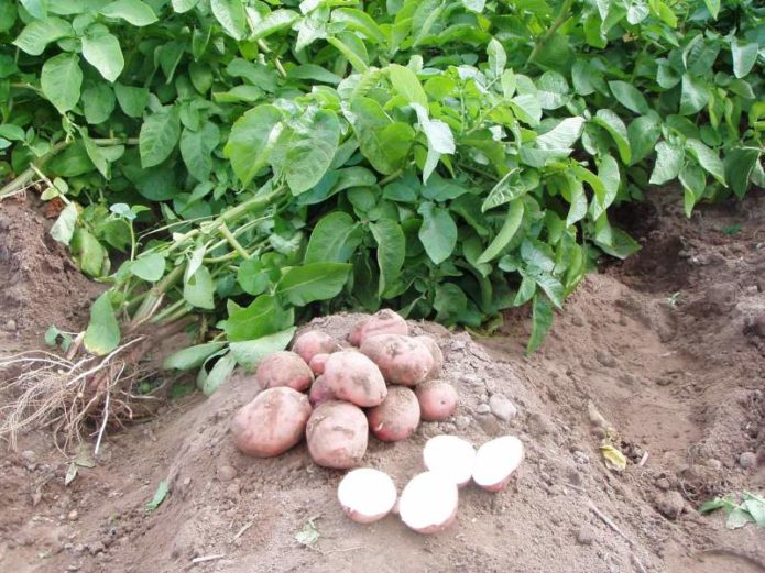Картофель на огороде