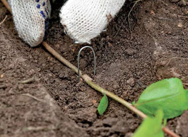 Размножение садовой голубики черенками, семенами отводками, микроклональный способ, особенности для