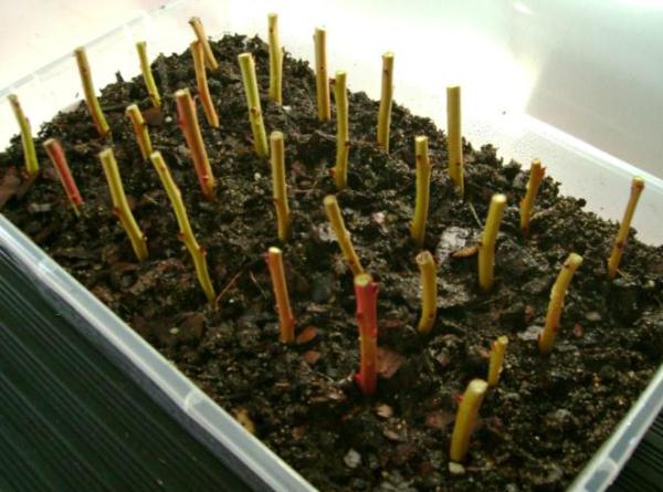 Размножение садовой голубики черенками, семенами отводками, микроклональный способ, особенности для
