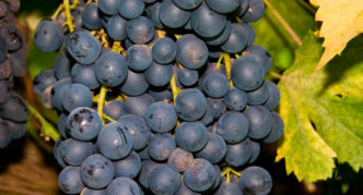 Сорт винограда Черный Изумруд