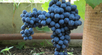 Сорт винограда кишмиш Чёрный султан
