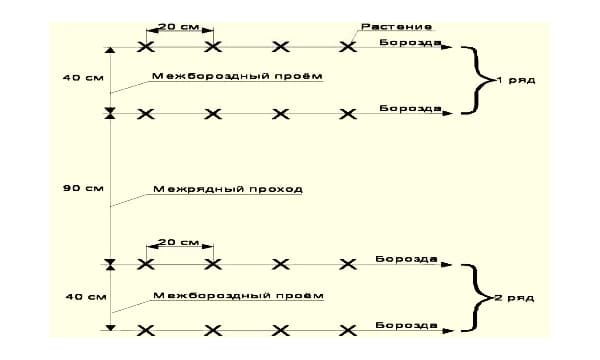 Схема посадки огурцов в теплице