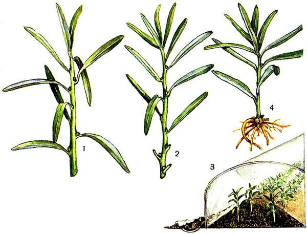 Растение тархун (эстрагон) посадка семенами и другими способами, выращивание этой травы и
