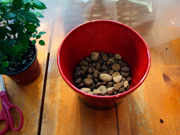 Пентас - выращивание цветка из семян и уход в домашних условиях, сорта с фото