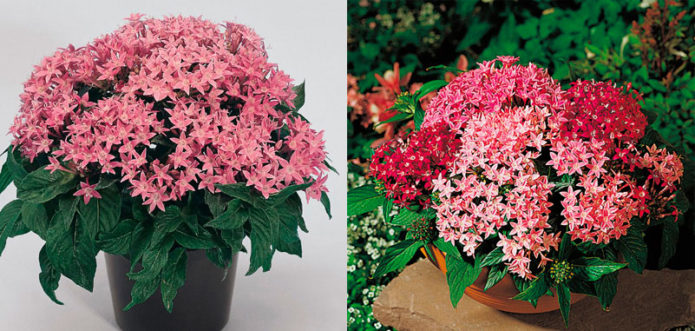 Пентас - выращивание цветка из семян и уход в домашних условиях, сорта с фото