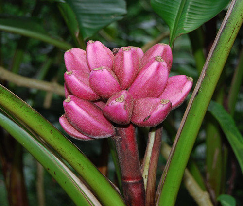 Розовый банан