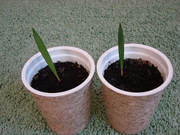 Пальма Хамеропс - выращивание из семян в домашних условиях, виды с фото