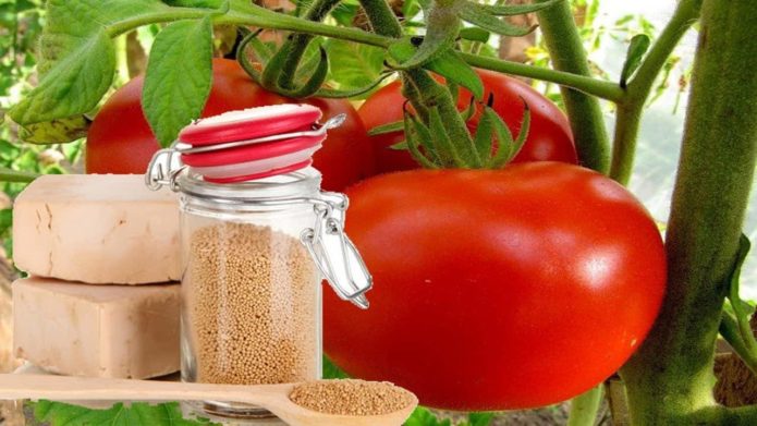 Обработка томатов от фитофторы (в теплице и открытом грунте) народные средства и фунгициды