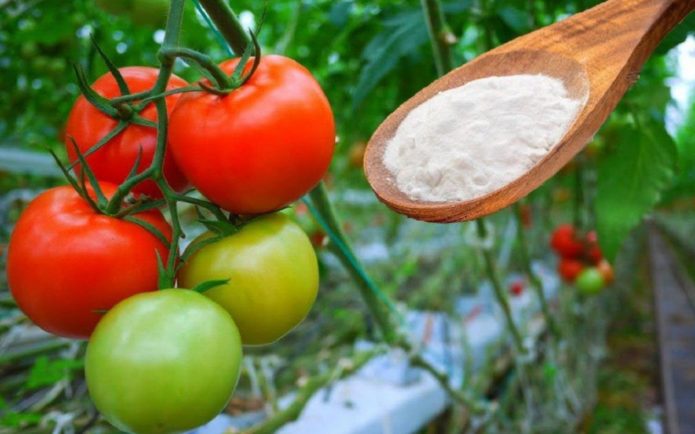 Обработка томатов от фитофторы (в теплице и открытом грунте) народные средства и фунгициды
