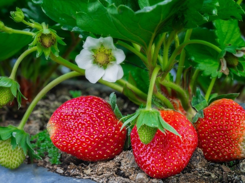 Как правильно ухаживать за клубникой после последнего сбора ягод: правила для закладки хорошего урожая на следующий год