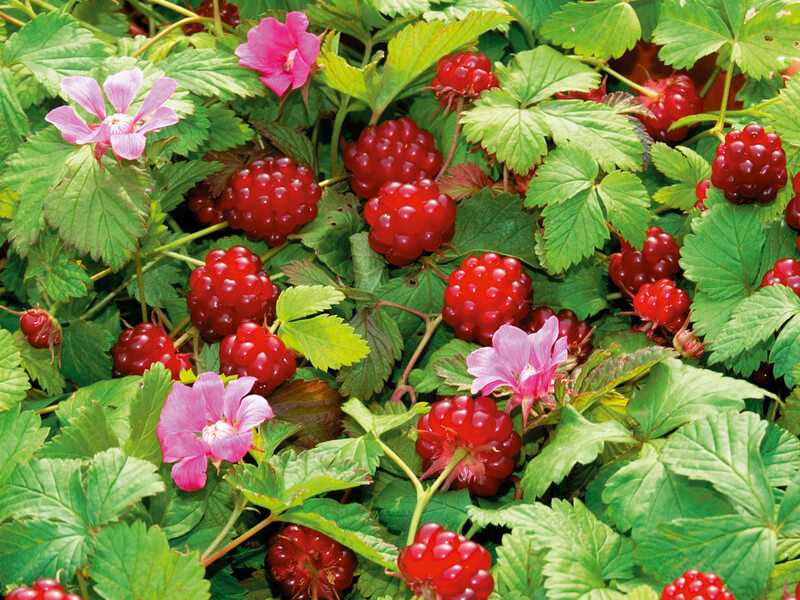Княженика - фото и описание ягоды, свойства и отзывы о вкусе