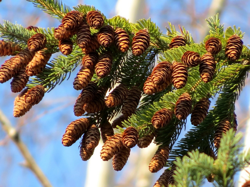 Лиственница зимой и летом. Ель красная Picea Rubens. Ель канадская шишки. Ялтинская лиственницы. Ель дерево шишки.