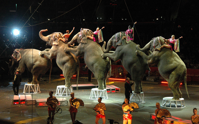слоны цирк