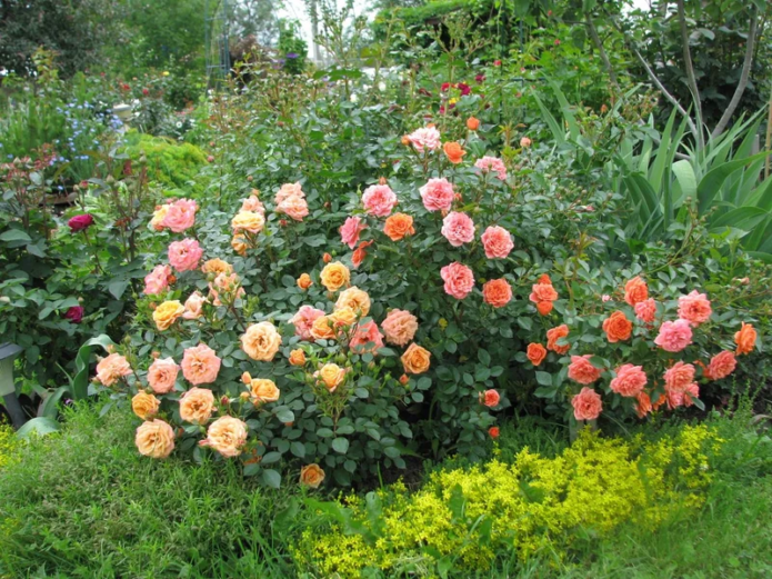 Почвопокровные розы в ландшафтном дизайне