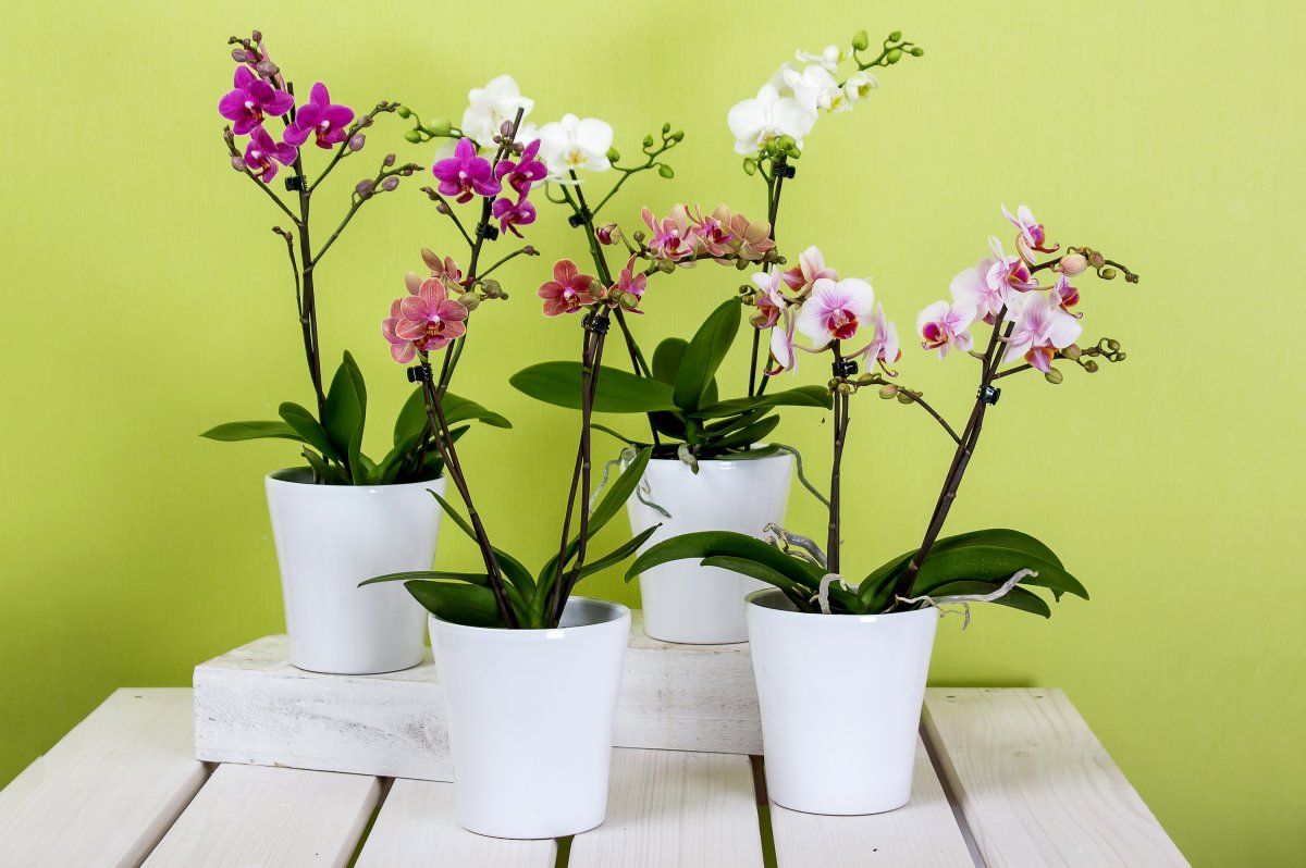 Пересадка орхидеи в домашних условиях: инструкции, видео, уход