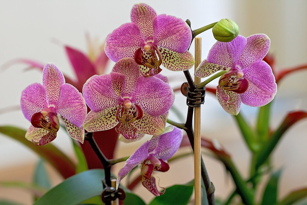 Виды комнатных разновидностей орхидей с названиями