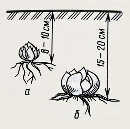 схема посадки лилий