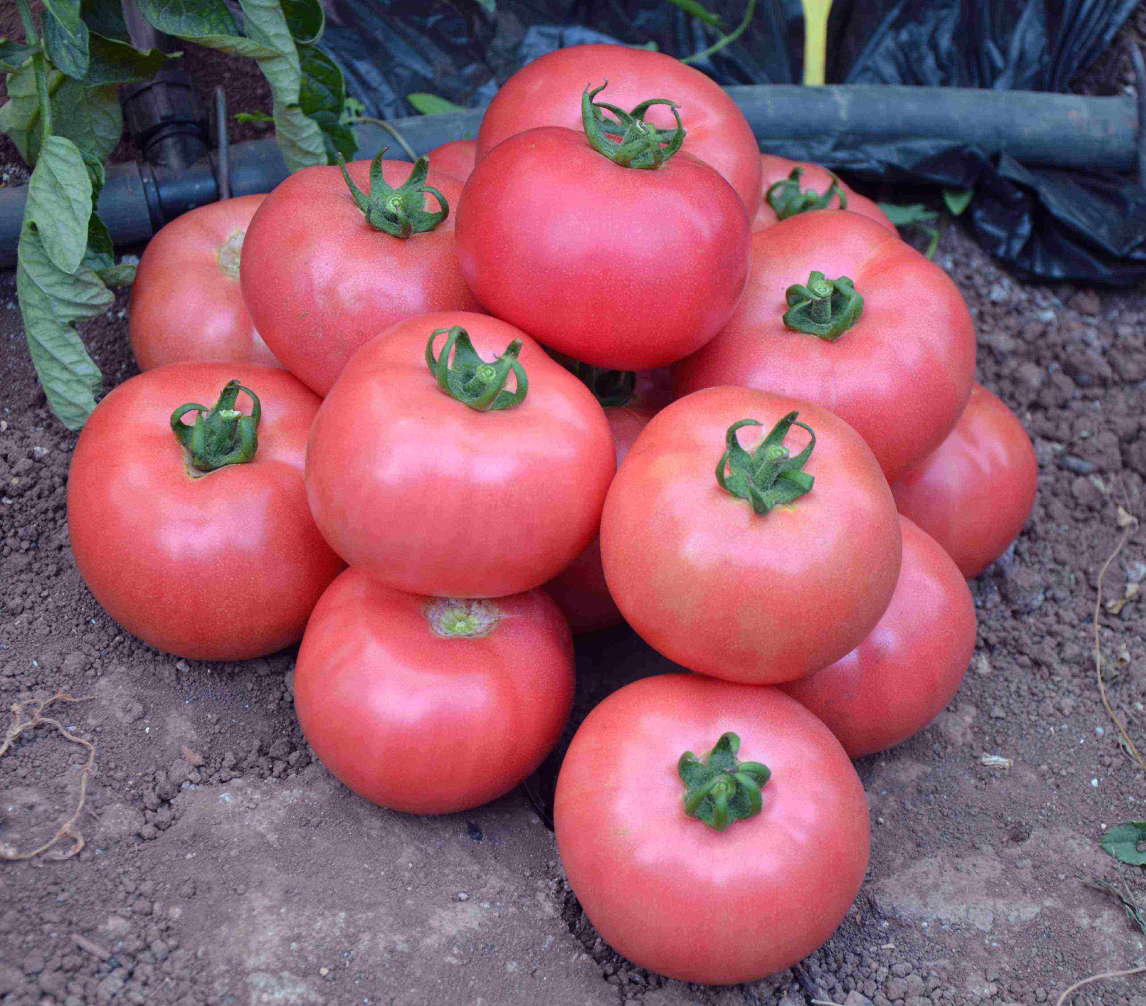 Позднеспелый томат Бычье сердце: как вырастить лучший салатный сорт