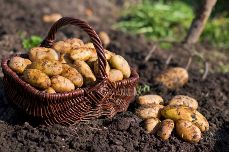 Урожай картофеля в корзине и вилы