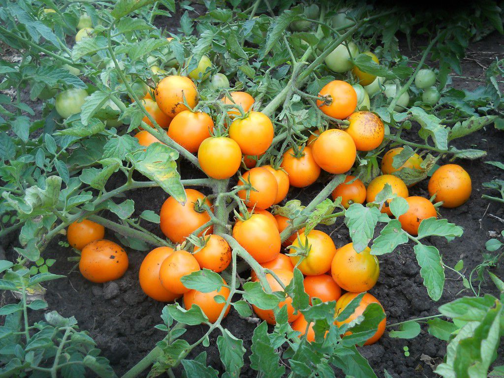 Лучшие сорта штамбовых томатов, как их формировать и выращивать