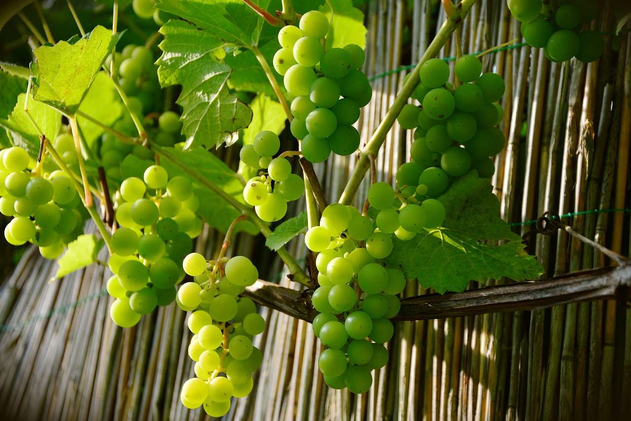 Чем опрыскивать виноград весной: обзор препаратов для обработки от болезней и вредителей